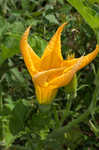 Field pumpkin